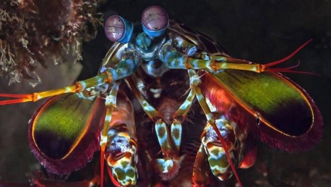 Saatte 80 km hızla yumruk atabiliyor: Meğer tabiatın en güçlü hayvanıymış! Hiç göründüğü gibi değil 4